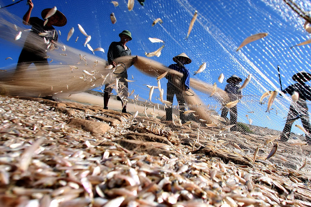 Strict punishment is to be made against organizations and individuals intentionally legitimizing the documentation of export shipments to the European market. Photo: Huy Hung.