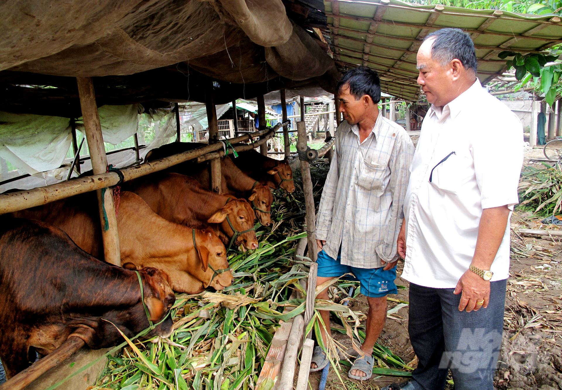 Phong trào nuôi bò thịt ở tỉnh Long An phát triển mạnh những năm gần đây. Ảnh: Lê Hoàng Vũ.