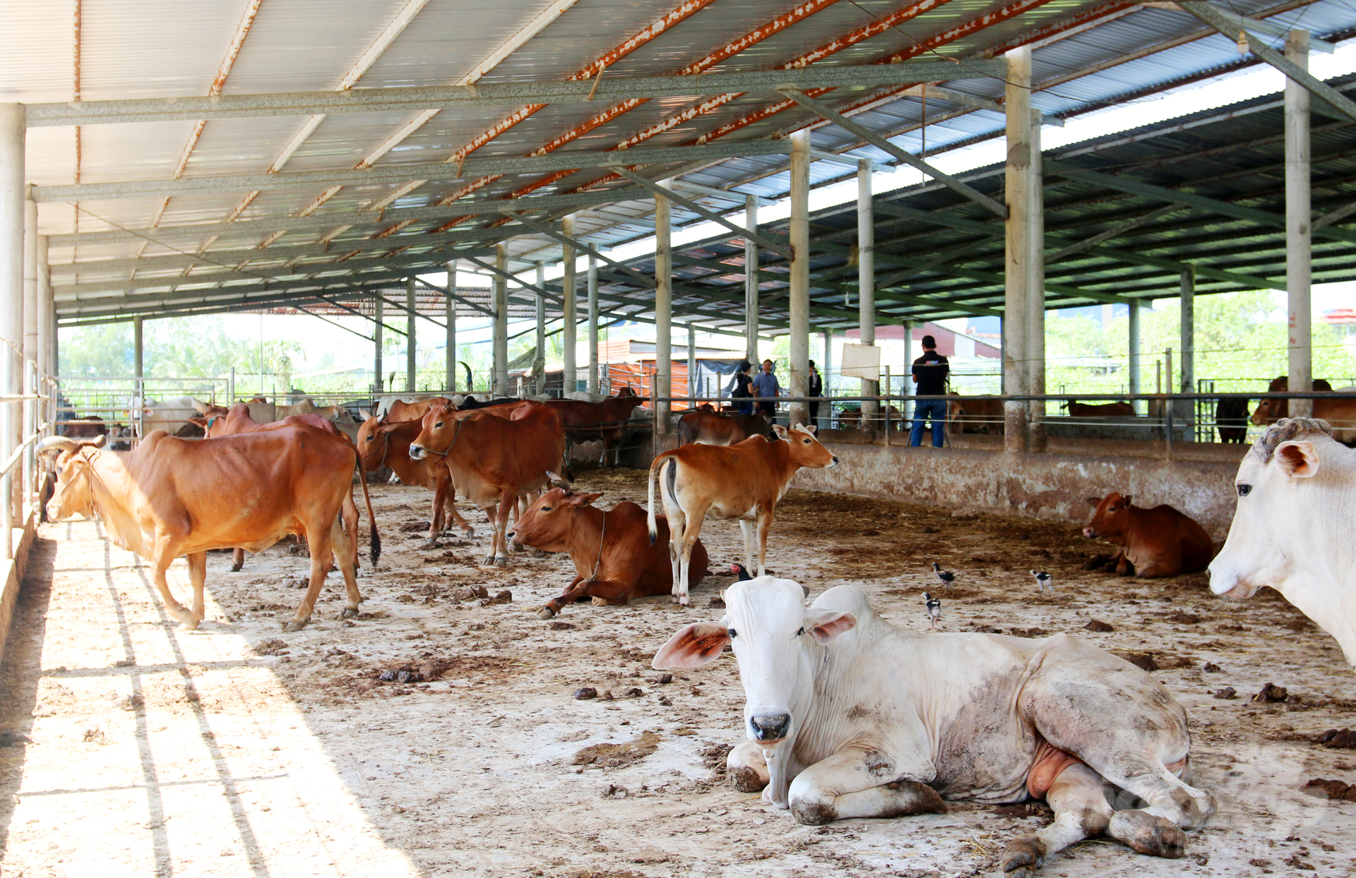 Trang trại bò thịt của ông Phan Văn Kẻn mỗi năm lãi gần 1 tỷ đồng. Ảnh: Lê Hoàng Vũ.