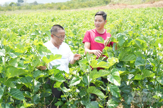 Anh Lục Văn Huy (phải) và ông Hồ Gấm, Chủ tịch Hội Nông dân tỉnh Đắk Nông bên ruộng dâu tằm của gia đình anh Huy. Ảnh: Hồng Thủy.