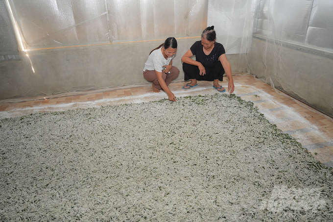 Lo Thi Y (right) and Nguyen Thi Ngoan, Chairman of the Farmer’s Union of Quang Hoa commune, next to the cage of 4-day-old silkworms. Photo: Hong Thuy.