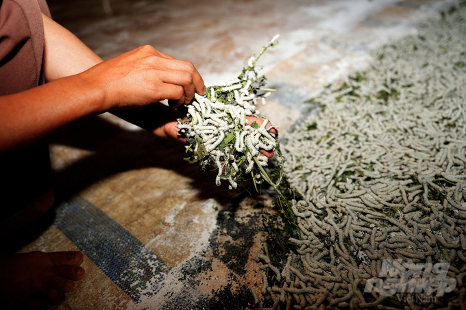 People in Quang Hoa commune (Dak Glong district) are raising silkworms under cement floors. This farming method is very convenient. Silkworms grow well and rarely get sick. Photo: Hong Thuy.