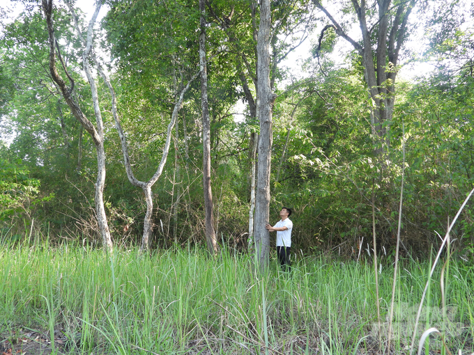 Khu rừng do gia đình anh Chu Đức Toàn (ấp 2, xã Suối Ngô, huyện Tân Châu, Tây Ninh) nhận khoán trồng, khoanh nuôi, bảo vệ. Ảnh: Trần Trung.