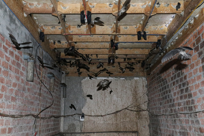 Currently, Dak Lak has over 1,000 swiftlet nest farms, with significant potential for export. Photo: Quang Yen.