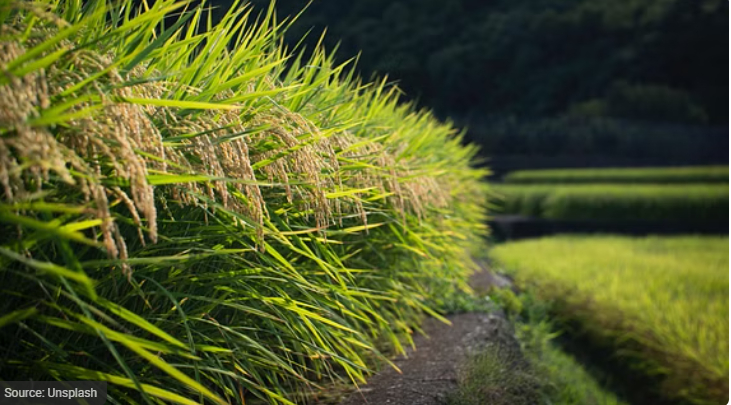 Based on data from APEDA, the average price per tonne of Basmati in June 2023 was $1,100.