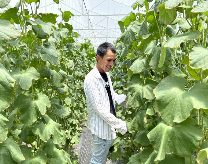 Mr. Dinh Cong Quang's high-tech cantaloupe farm. Photo: Thanh Son.