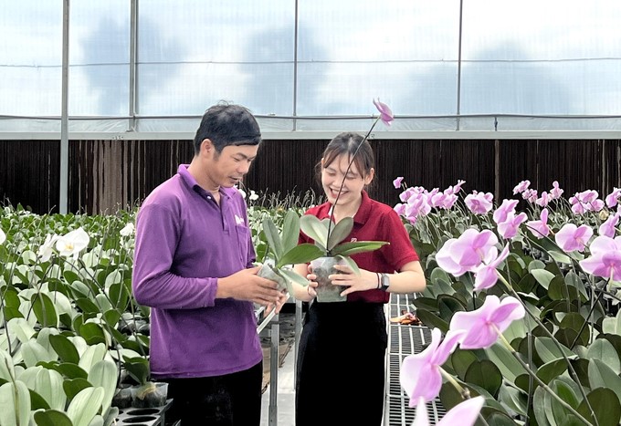 Phalaenopsis orchid farm in Luong Son commune (Ninh Son district, Ninh Thuan) of Ms. Duong Hong Trang. Photo: Thanh Son.