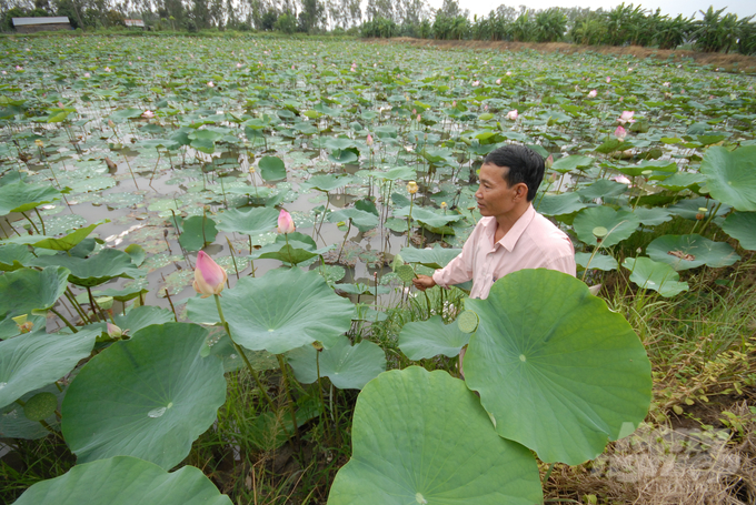 Nông dân trồng sen cho lợi nhuận cao gấp 3 - 4 lần so với trồng lúa. Ảnh: Lê Hoàng Vũ.