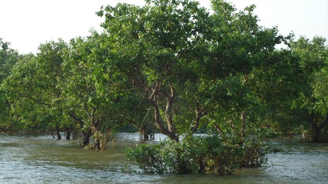 Mangrove forest in the Tien Hai Wetland Nature Reserve. Photo: TL.