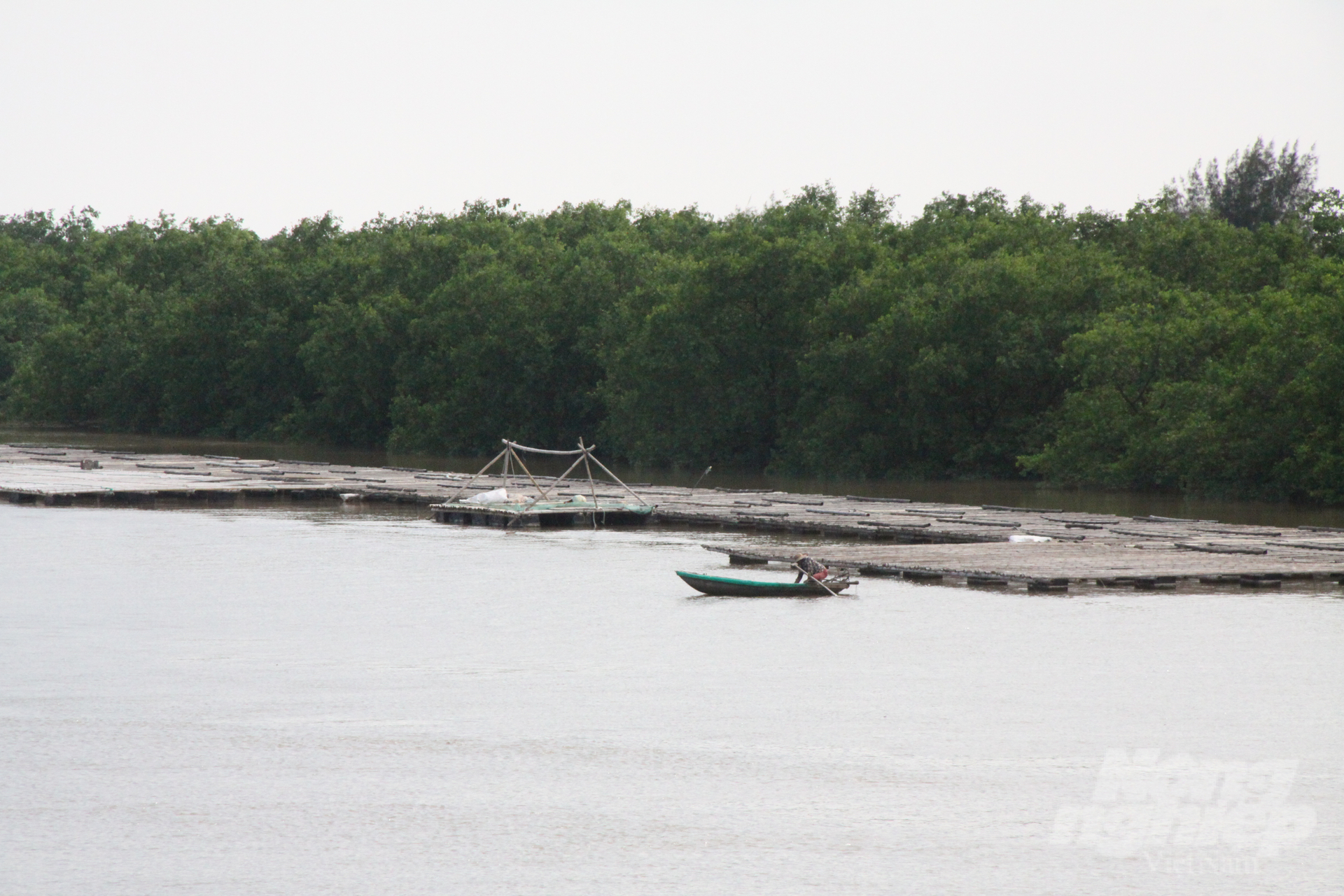 WWF - Vietnam recommends that Thai Binh Province exercise caution when adjusting the planning of conservation areas towards contraction. Photo: Kien Trung.