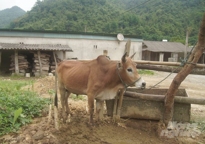 Giá trâu bò thịt liên tục giảm mạnh và không có dấu hiệu phục hồi khiến tổng đàn trâu bò ở Kỳ Sơn giảm mạnh. Ảnh: Việt Khánh.