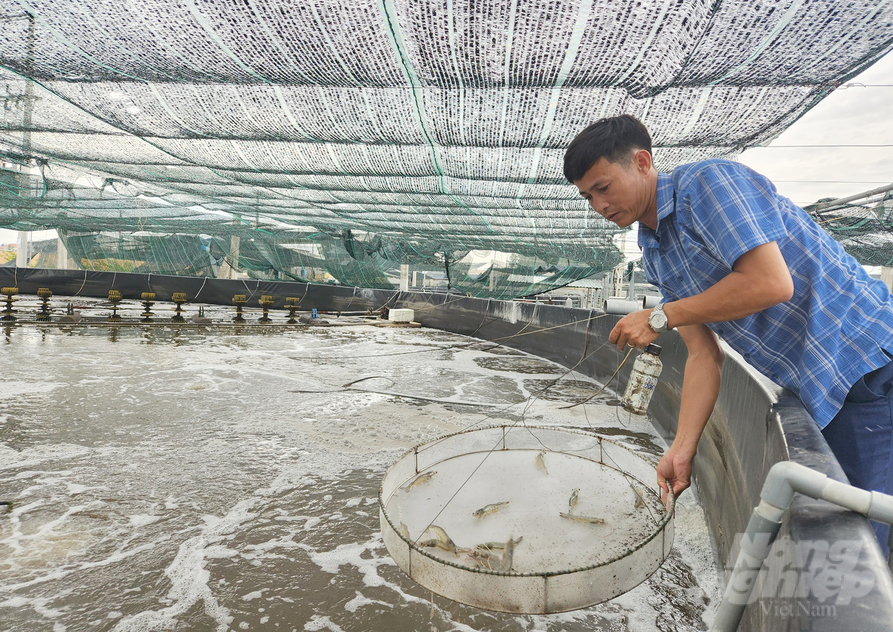 Mr. Nguyen Van Hoa is one of the pioneers in the application of high-tech shrimp farming in 3 stages. Photo: Viet Khanh.