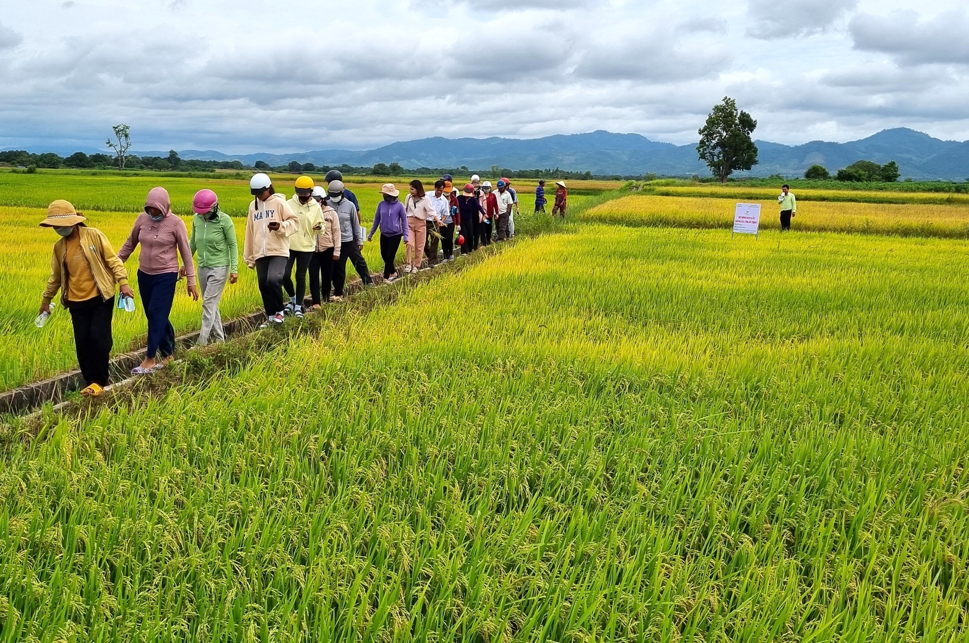 Giống lúa TBR97 sẽ được nhân rộng sản xuất trong thời gian tới. Ảnh: Tuấn Anh.