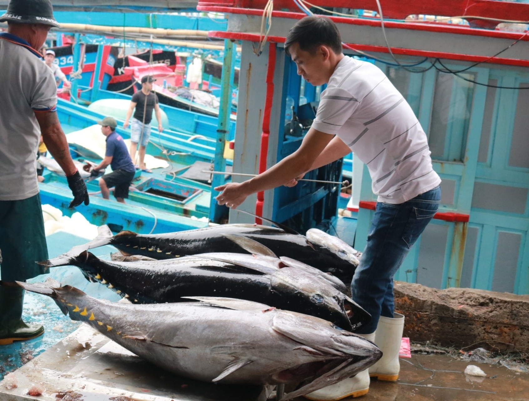 Khả năng cao cuối năm nay cá ngừ Việt Nam sẽ được công nhận 'nhãn hiệu sinh thái', từ đó có thể gia tăng giá trị cho con cá ngừ Việt Nam. Ảnh: Kim Sơ.