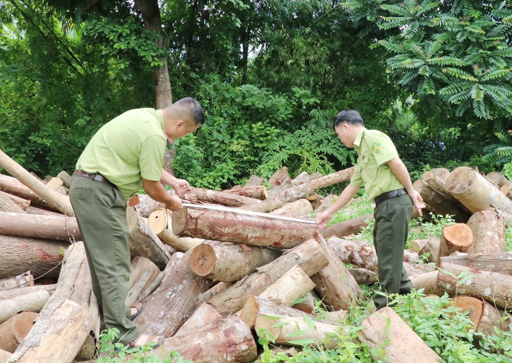 Cán bộ kiểm lâm kiểm tra tang vật vi phạm về tài nguyên rừng. 