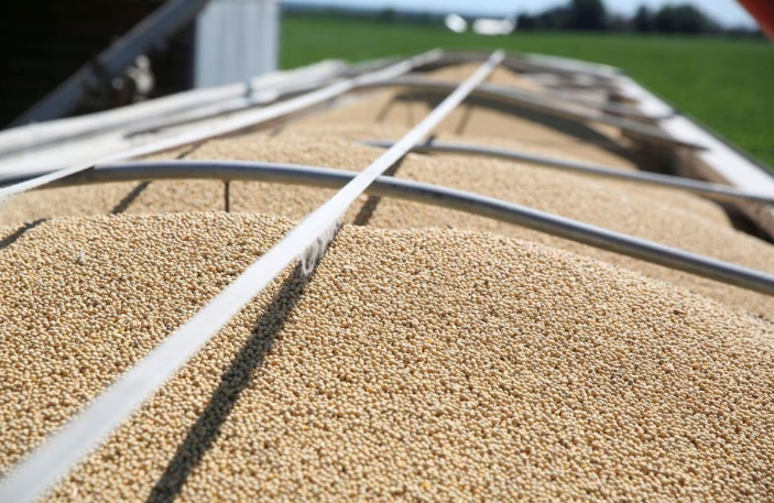 Soybeans fill a trailer at a farm in Buda, Illinois, U.S., July 6, 2018. Photo:  REUTERS/Daniel Acker