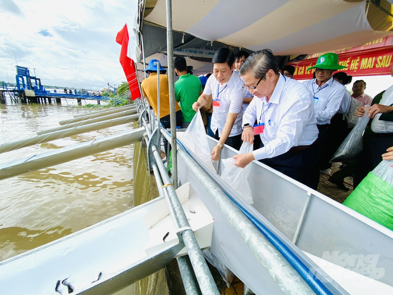 Ông Trần Việt Trường, Chủ tịch UBND TP Cần Thơ (phải) thực hiện nghi thức thả cá giống xuống sông Hậu sáng ngày 1/9. Ảnh: Lê Hoàng Vũ.