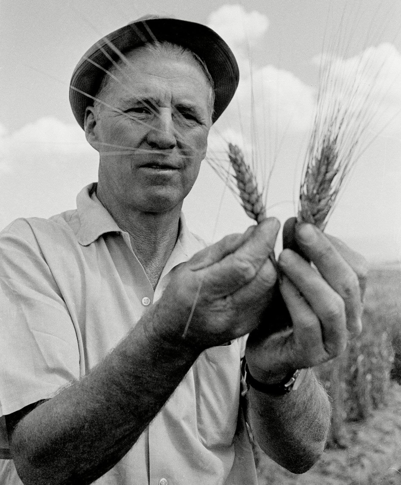 Tiến sĩ Norman Borlaug đứng giữa cánh đồng lúa mì mà ông đã trồng trong Cách Mạng Xanh tại Toluca, Mexico năm 1970. Đây cũng là năm ông nhận được giải Nobel Hòa Bình. Ông được ghi nhận là người đã cứu hơn một tỷ người trên thế giới khỏi nạn đói. Ảnh: Bettmann/CORBIS.
