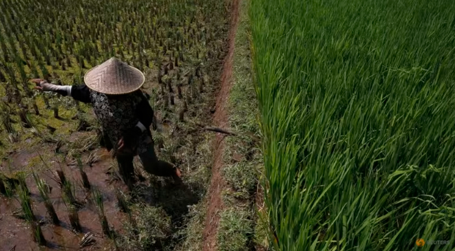 A farmer clears weeds from his crop in a rice paddy field near Subang, Indonesia's West Java province, May 27, 2014. Photo: Reuters/Beawiharta