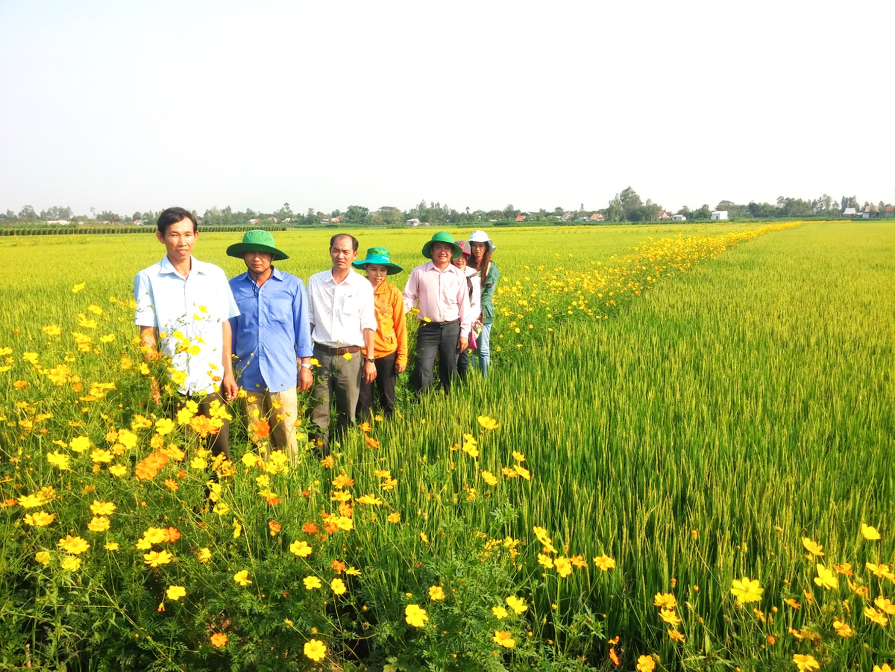 Model of rice fields with flower banks in the Mekong Delta