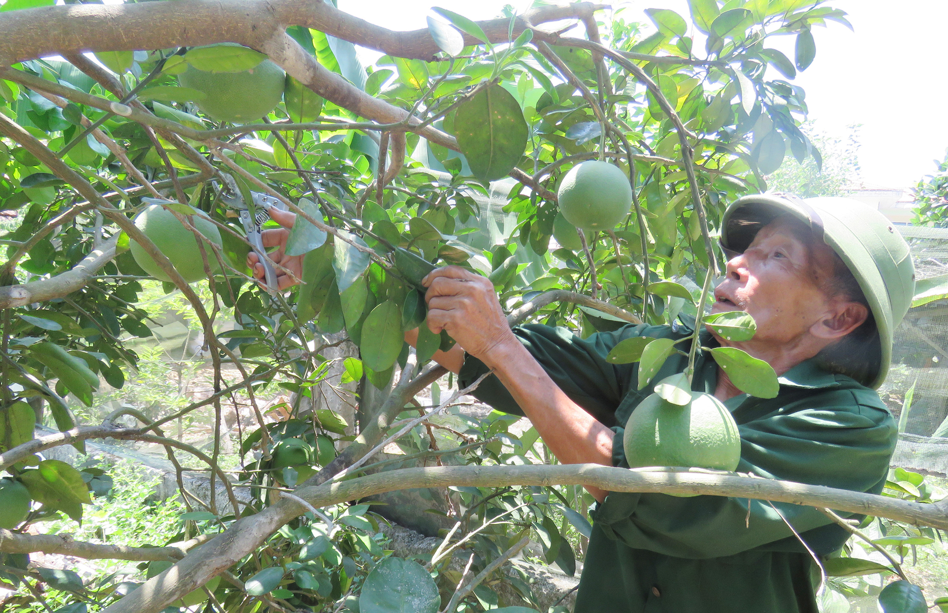 Nhiều hộ gia đình ở huyện Tuyên Hóa vay vốn phát triển trồng cây ăn quả trên vùng gò đồi. Ảnh: N.Tâm.