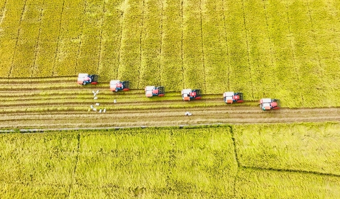 Vietnam has made significant strides in the sustainable development of the rice industry. Photo: LHV.