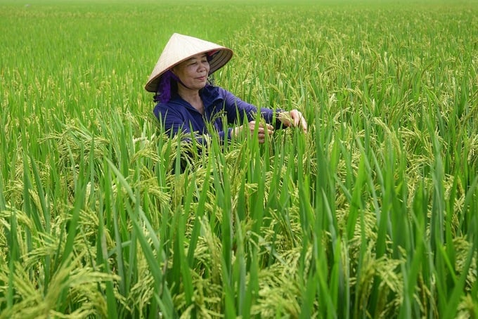 Emission-reducing rice farming is cost-effective, resulting in higher yields, quality and profits. Photo: Tung Dinh.