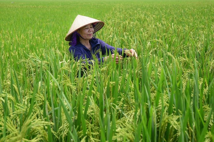 Emission-reducing rice farming is cost-effective, resulting in higher yields, quality and profits. Photo: Tung Dinh.