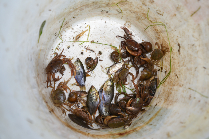 SRI farming in Hanoi not only helps promote the growth of rice, but also improves the environment and the reproduction of organisms living in the rice fields. Photo: Tung Dinh.