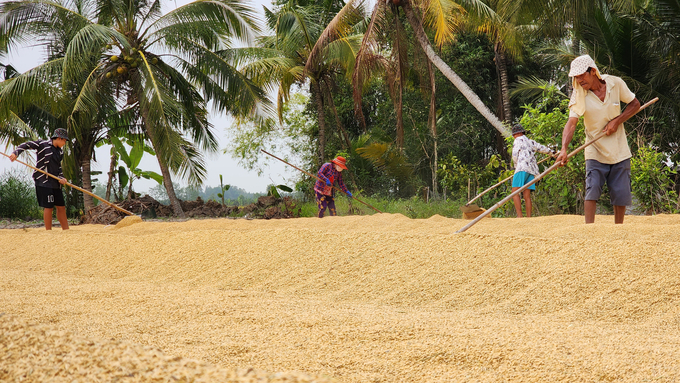 Rice farming is a historical and traditional profession that provides stable and sustainable income for farmers in Western Vietnam. Photo: Kim Anh.