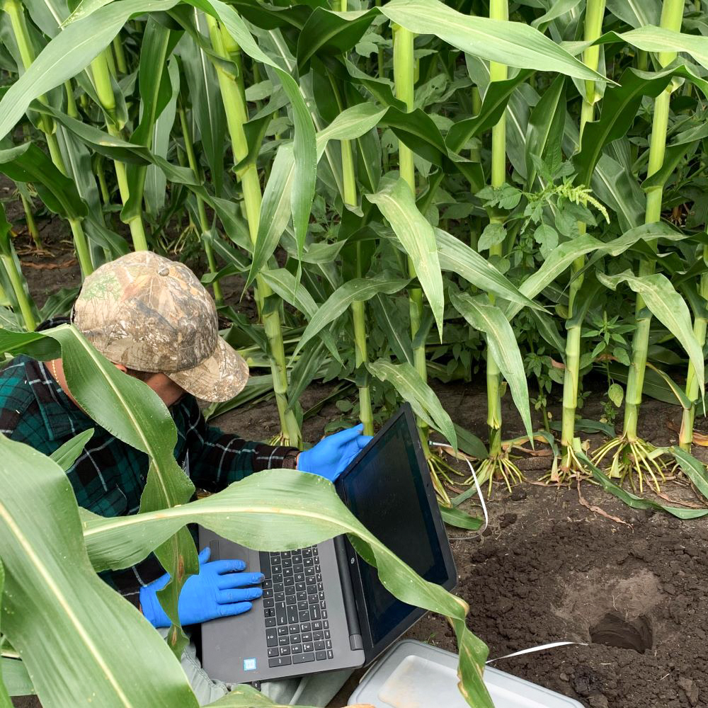 Vignesh Kumar Thoomatti Haridass, a postdoctoral research associate working with Iowa State's Liang Dong, installs soil and stalk nitrate sensors within a cornfield. Larger photo. Photo: Liang Dong