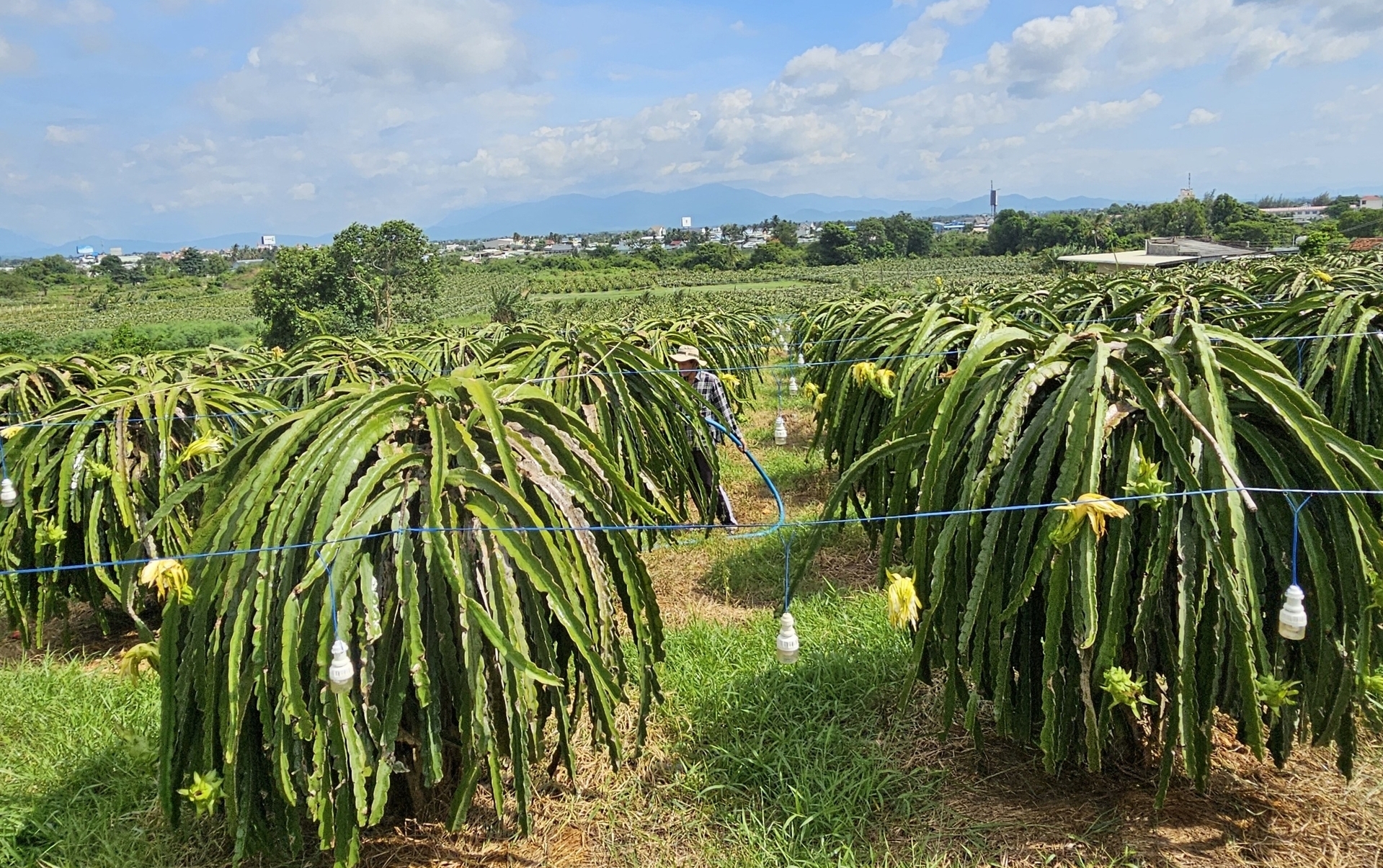 Ngành nông nghiệp Bình Thuận sẽ đẩy mạnh tái cơ cấu theo hướng nâng cao năng suất, chất lượng và giá trị các loại nông sản.