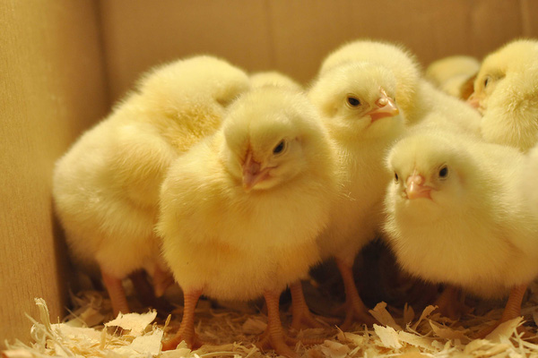 Every year, Vietnam still imports a large number of poultry breeds to serve domestic production. Photo: TL. 