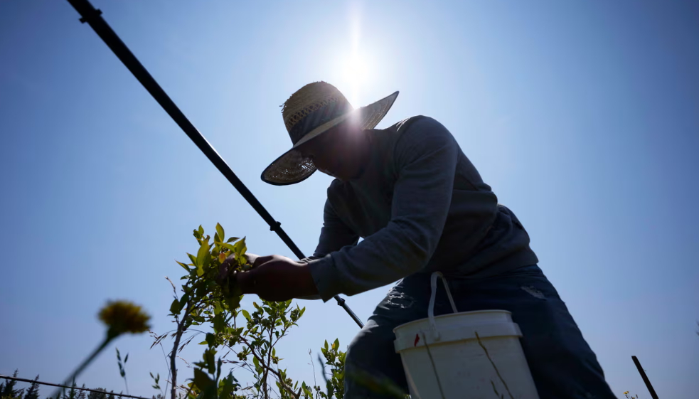 Camilo Martin picks blueberries at the Cooperativa Tierra y Libertad farm in July in Everson, Washington. Farms and workers must adapt to changing climate conditions. Photograph: John Froschauer/AP
