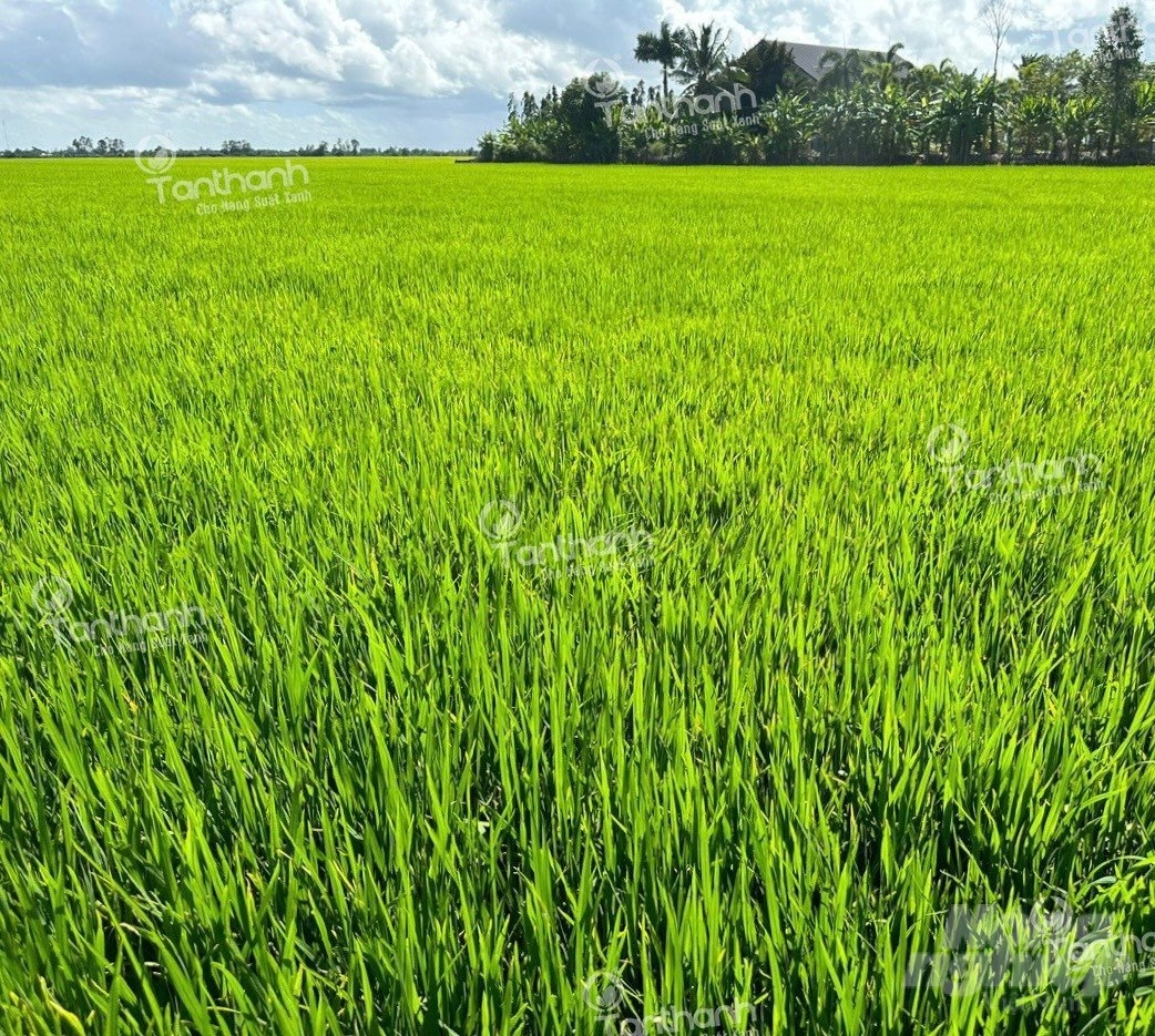 4 Bài văn Thuyết minh về cây lúa Việt Nam, giới thiệu về nguồn gốc và ảnh  hưởng của cây lúa đến đời sống, là một hành trình khám phá về vẻ