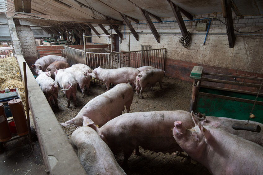 Researchers looked at agressive behaviour in group-housed pigs. Photo: Michel Velderman