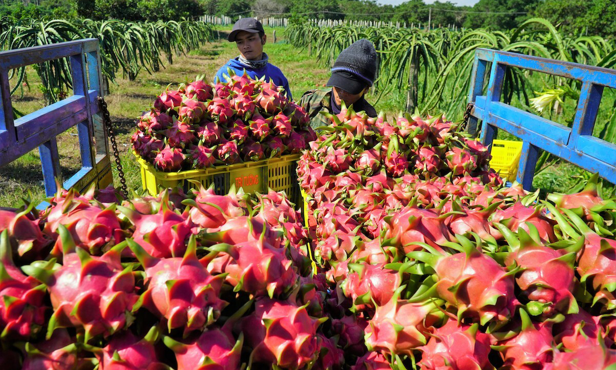 Dragon fruit is one of Vietnam's key fruit and vegetable export products with a turnover of roughly 600 million USD in 2022.