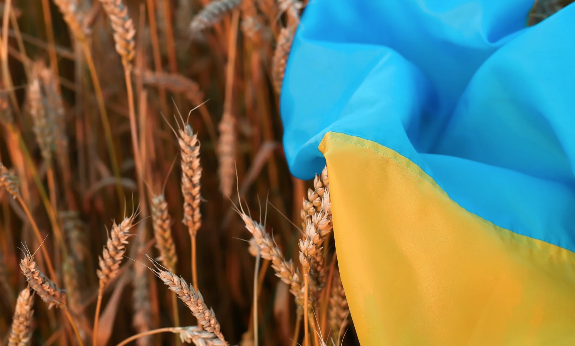 Ba Lan sẽ ngừng nhập ngũ cốc Ukraine từ 15/9. Ảnh minh họa.