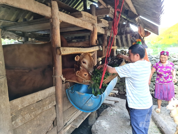 Tỉnh Hà Giang đang duy trì hiệu quả 3 chuỗi liên kết trong chăn nuôi. Ảnh: Quang Dũng.