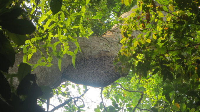 Muốn khai thác ổ ong rừng thợ săn phải leo lên cây cao có khi đến 20-30m. Ảnh: V.Đ.T.