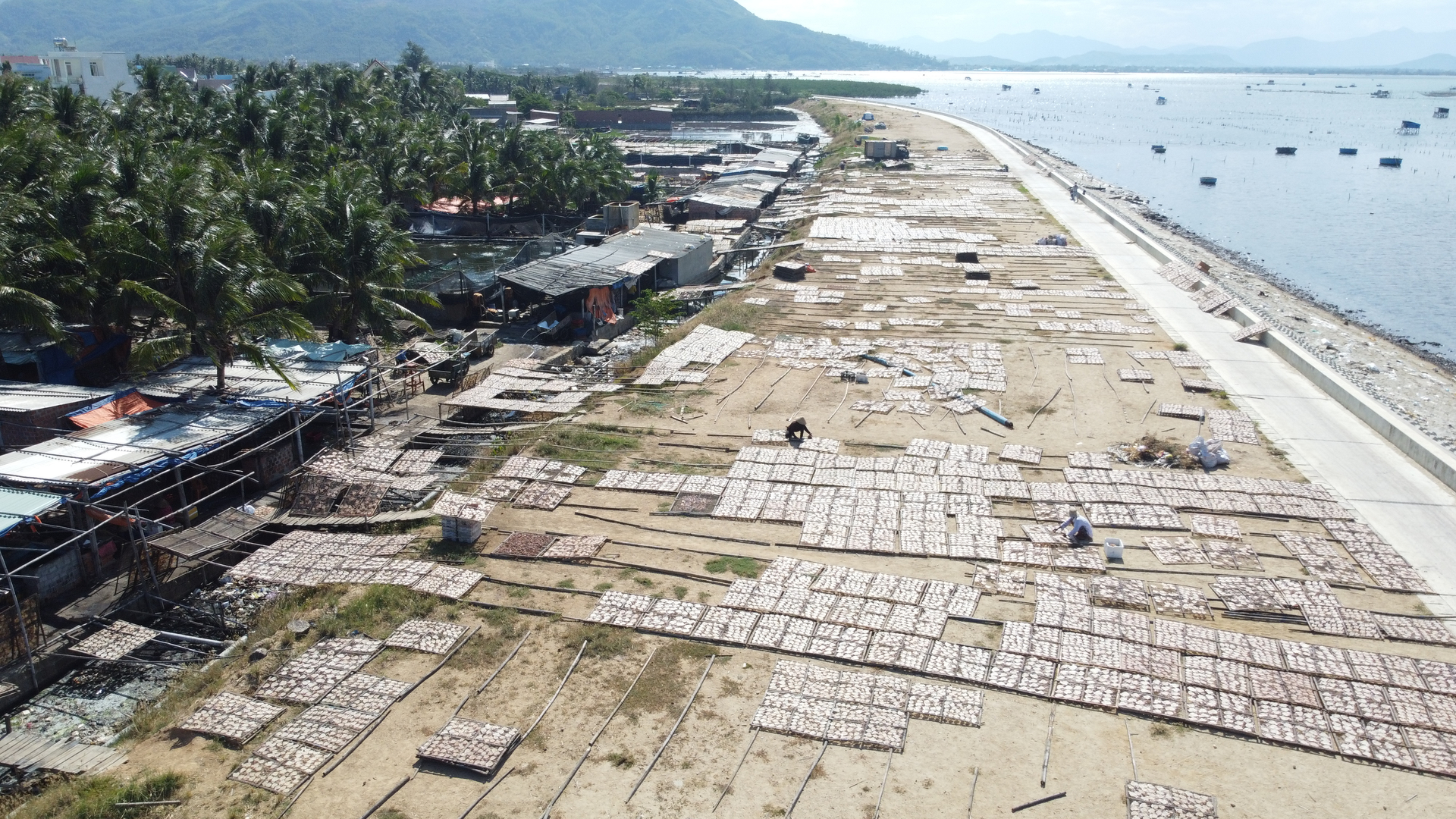 Mực xà phơi trên bờ đê xã Cát Khánh (huyện Phù Cát, Bình Định). Ảnh: V.Đ.T.