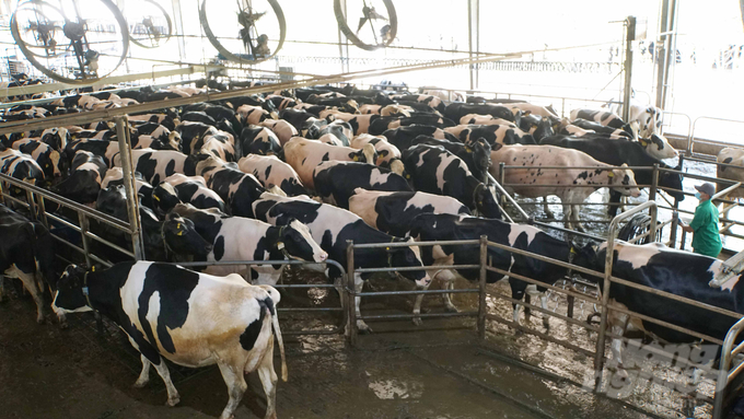 Nhờ dự án đưa nước vượt sông Vàm Cỏ Đông, Vinamilk thuận lợi hơn trong việc chăn nuôi bò sữa và tạo sinh kế cho người dân Bến Cầu khi liên kết trồng, tiêu thụ bắp sinh khối. Ảnh: Lê Bình.