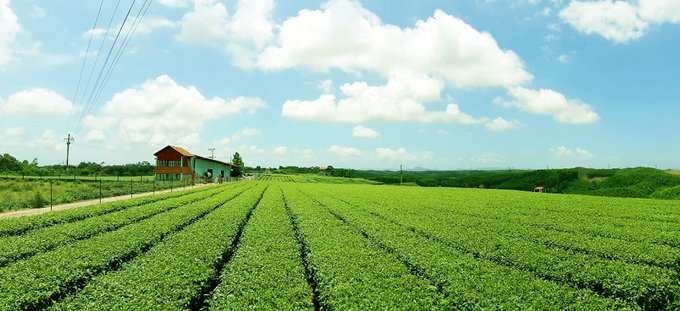 Những đồi chè xanh ngát ở xã Quảng Long, huyện Hải Hà được sản xuất bằng giống chè mới, cho năng suất, chất lượng cao. Ảnh: Tiến Thành.