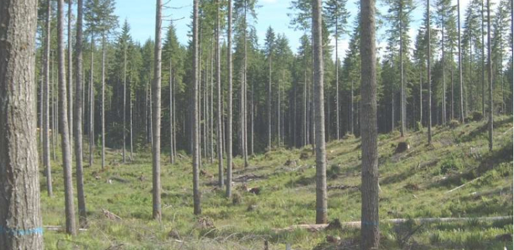 Forest-harvesting practices that retain living trees throughout the harvested area sustain belowground life. Credit: John L. Innes, Author provided