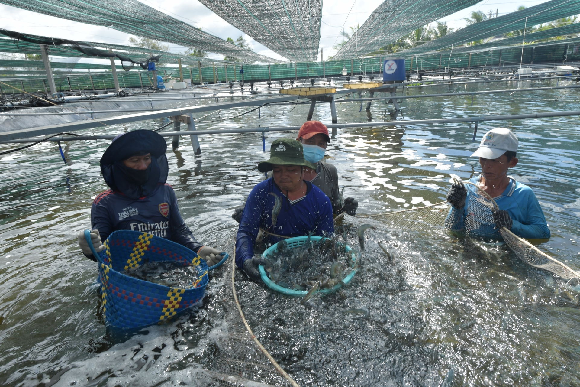 Vietnam's export of shrimp is projected to reach 3.5 to 3.6 billion USD by the end of 2023, which is a decrease of 16 to 18% over the same period in 2022. Photo: Thanh Cuong.