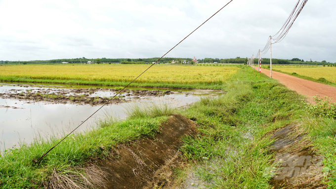 Tây Ninh vẫn còn khoảng 30% tuyến kênh nội đồng chưa được kiên cố hóa, cỏ mọc um tùm khiến việc cung cấp nước bị cản trở. Ảnh: Lê Bình.