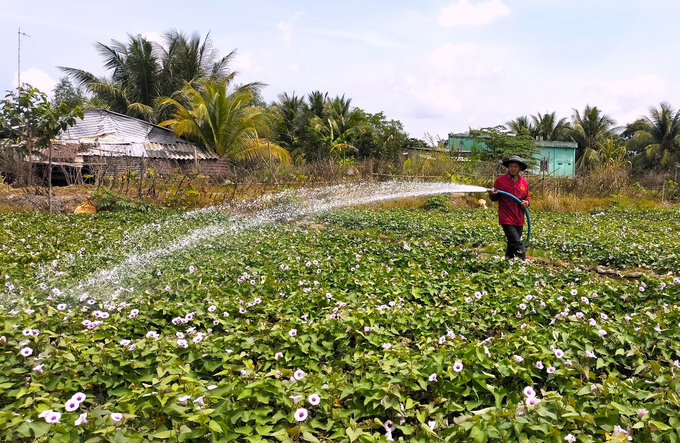 Tỉnh Vĩnh Long có nhiều chính sách nhằm khôi phục ngành hàng khoai lang. Ảnh: Minh Đảm.