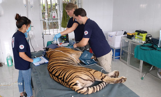 Các chuyên gia nước ngoài hỗ trợ trong việc kiểm tra sức khỏe cho đàn hổ. Ảnh: H.Trí.