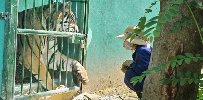 Chị Nguyễn Thị Lê với con hổ đầu đàn có tên là Đô ở 'khu nhà' mới. Ảnh: T.P.