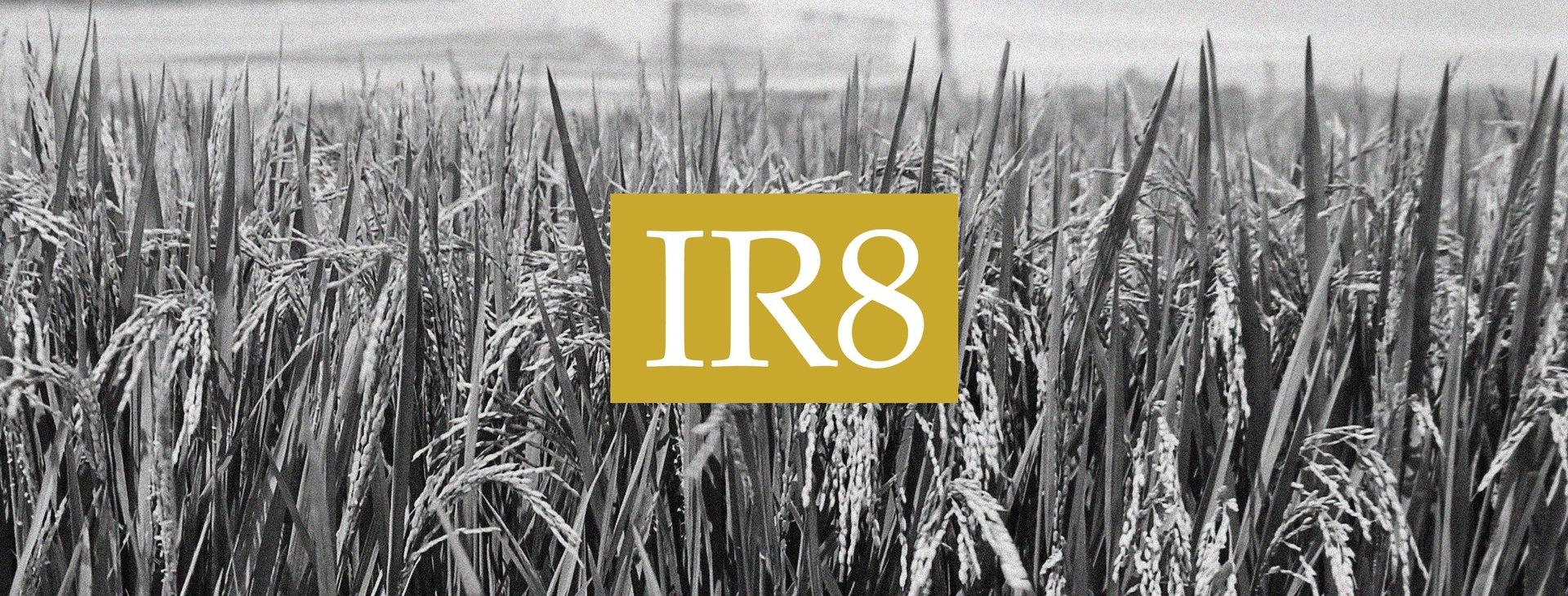 IR8 was the fruit of combined efforts of three renowned scientist: Dr. T.T. Chang, Dr. Peter Jenning, and H.M. Beachell. Photo: The Better in India.